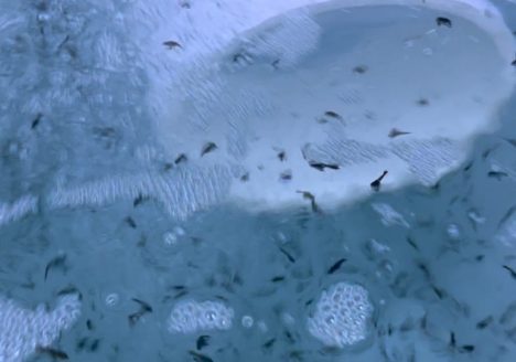 Whitby Lobster Hatchery, Whitby. Juvenile Lobsters